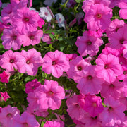 Aloha Series Seeds - Flower Plant