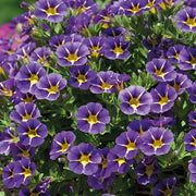 Aloha Series Seeds - Flower Plant