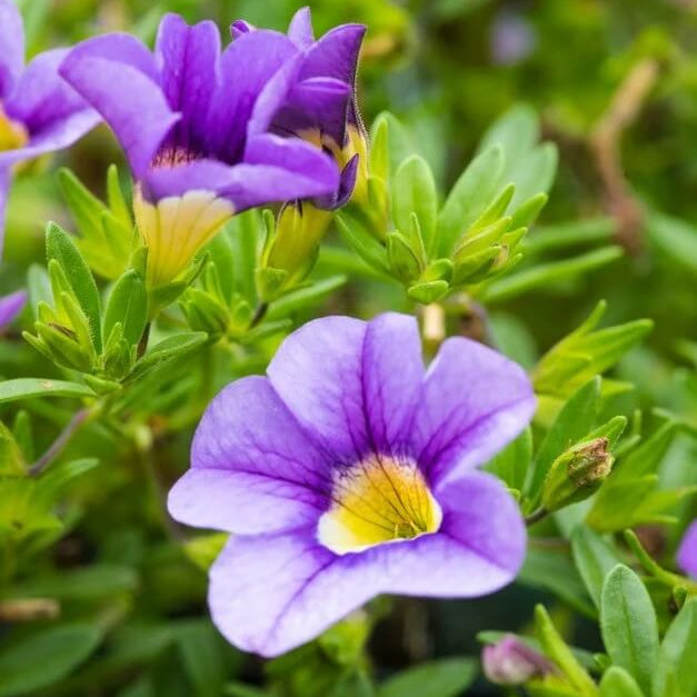 Aloha Series Seeds - Flower Plant