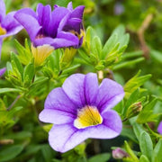 Aloha Series Seeds - Flower Plant