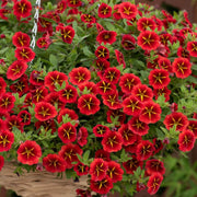 Aloha Series Seeds - Flower Plant