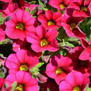 Aloha Series Seeds - Flower Plant