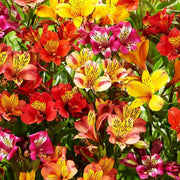 Mixed Colors Alstroemeria Seeds
