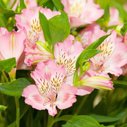 Pink Alstroemeria Seeds, Pink