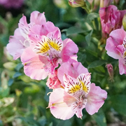 Pink Alstroemeria Seeds, Pink