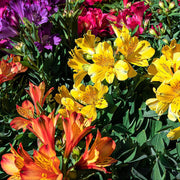 Mixed Colors Alstroemeria Seeds