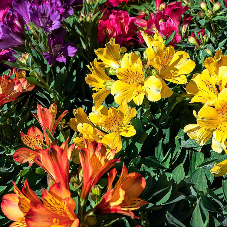 Mixed Colors Lisianthus Seeds