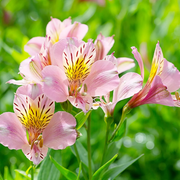 Pink Alstroemeria Seeds, Pink