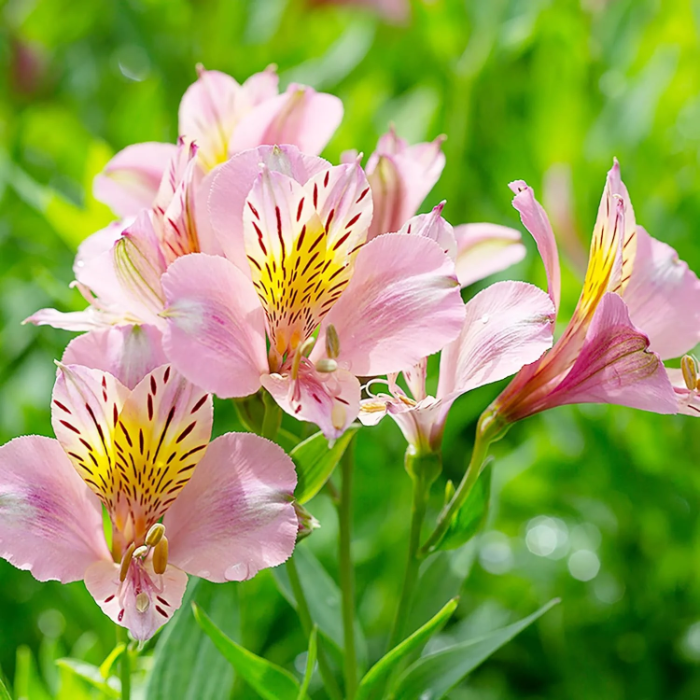 Pink Alstroemeria Seeds, Pink