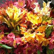 Mixed Colors Alstroemeria Seeds