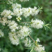 Wildflower Mix Melaleuca Seeds
