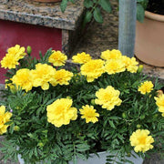 French Alumia Vanilla Cream Marigold Seeds