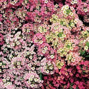 Aphrodite Alyssum Seeds