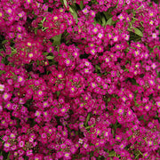 Easter Bonnet Violet Alyssum Seeds