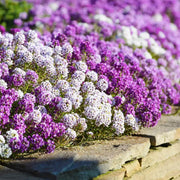 Magic Circles Mixed Alyssum Seeds