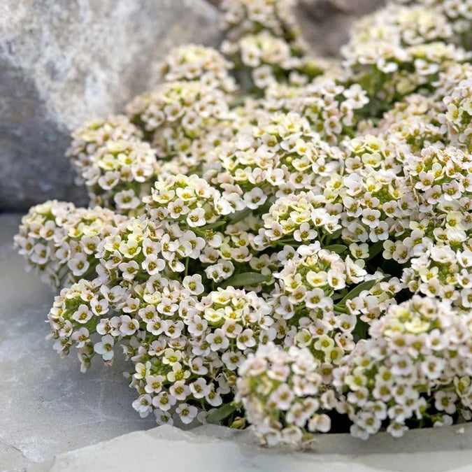 Aphrodite Alyssum Seeds