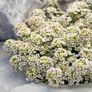Aphrodite Alyssum Seeds