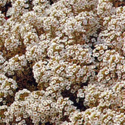 Aphrodite Alyssum Seeds