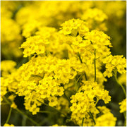 Basket of Gold Alyssum Seeds