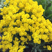 Basket of Gold Alyssum Seeds