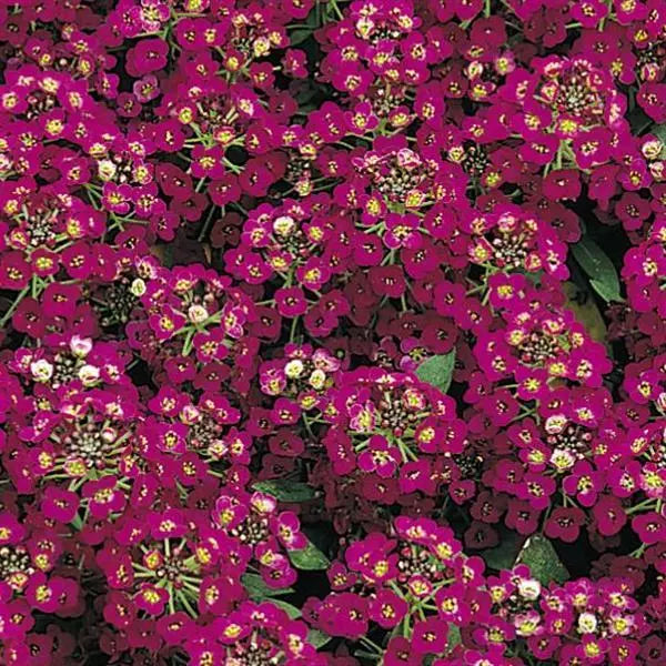 Easter Bonnet Violet Alyssum Seeds
