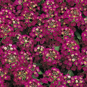 Easter Bonnet Violet Alyssum Seeds