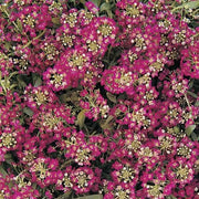 Easter Bonnet Violet Alyssum Seeds