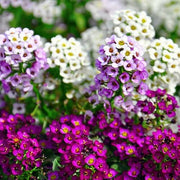 Magic Circles Mixed Alyssum Seeds