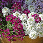 Magic Circles Mixed Alyssum Seeds