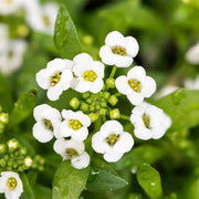 Sweet Alyssum Seeds