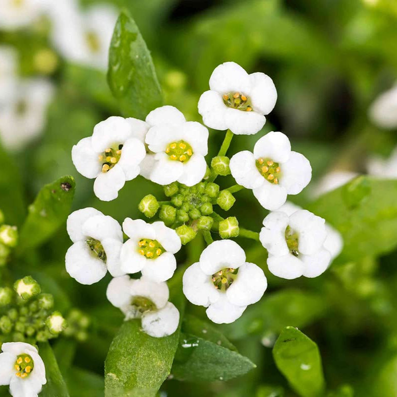 Sweet Alyssum Seeds