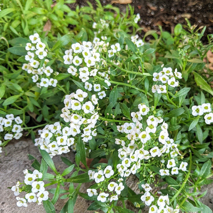 Teal Alyssum Seeds