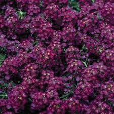 Wonderland Deep Rose Alyssum Seeds