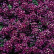 Wonderland Deep Rose Alyssum Seeds