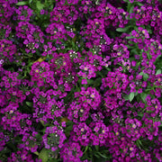 Wonderland Deep Rose Alyssum Seeds
