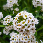 Sweet Alyssum Seeds