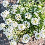 Sweet Alyssum Seeds