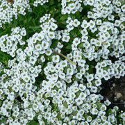 Teal Alyssum Seeds