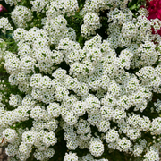 Teal Alyssum Seeds