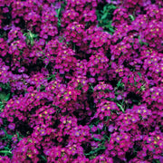 Wonderland Deep Rose Alyssum Seeds