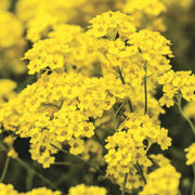 Yellow Alyssum Seeds
