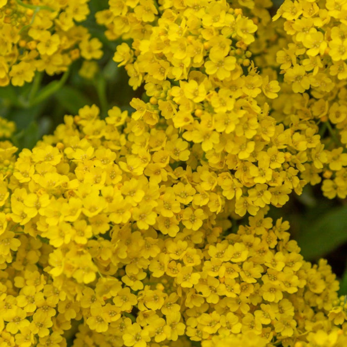 Yellow Alyssum Seeds