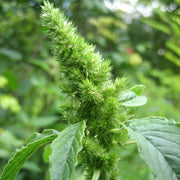 Retroflexus Amaranth Seeds