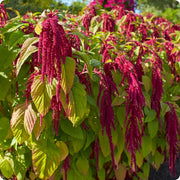 Love-Lies Amaranthus Seeds