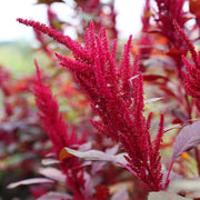Red Garnet Amaranthus Seeds