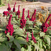 Elephant Head Amaranth Seeds