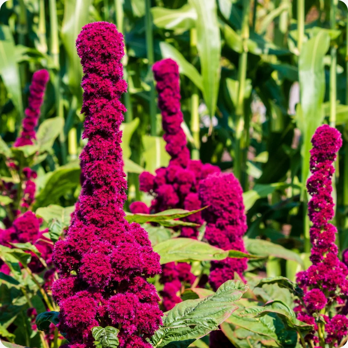 Elephant Head Amaranth Seeds