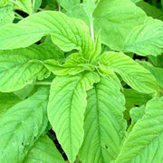 Edible Green Amaranth Seeds
