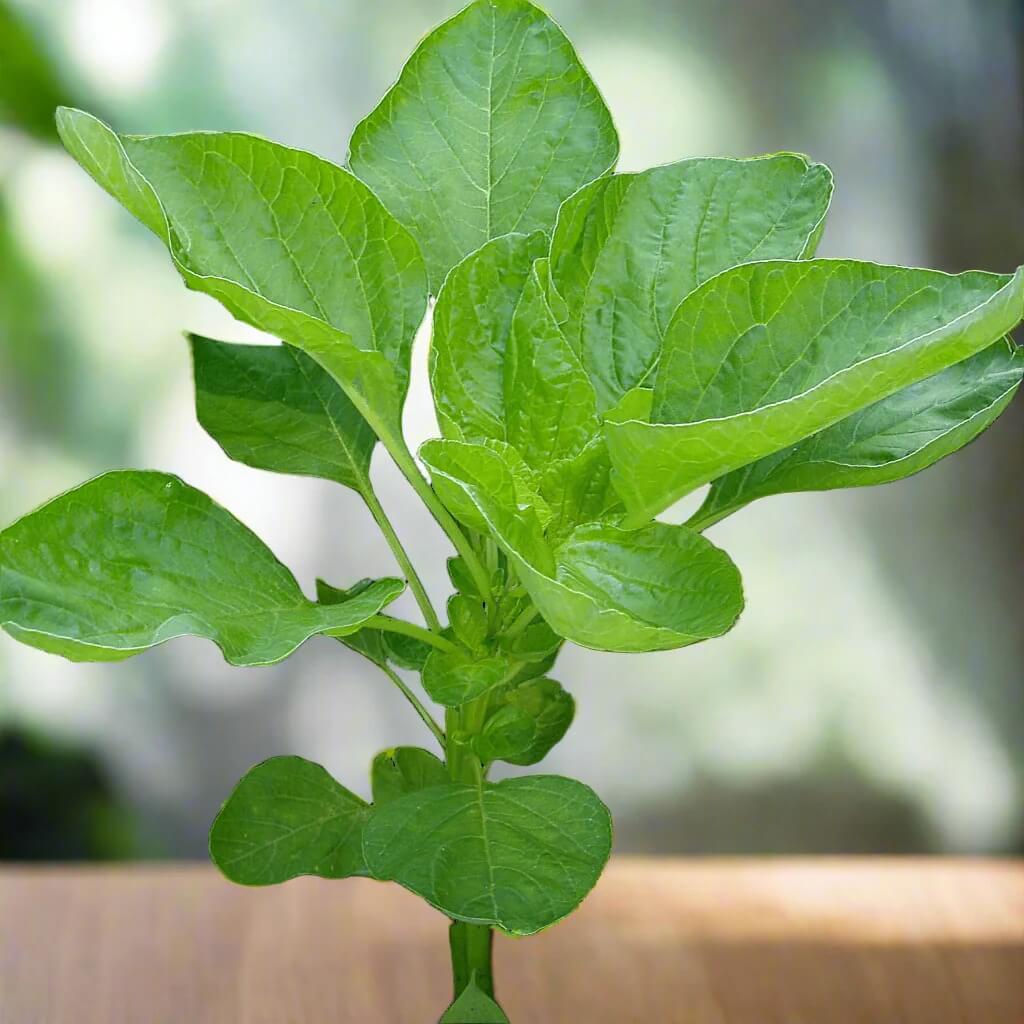 Edible Green Amaranth Seeds