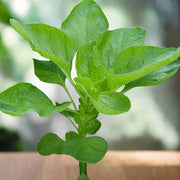Edible Green Amaranth Seeds